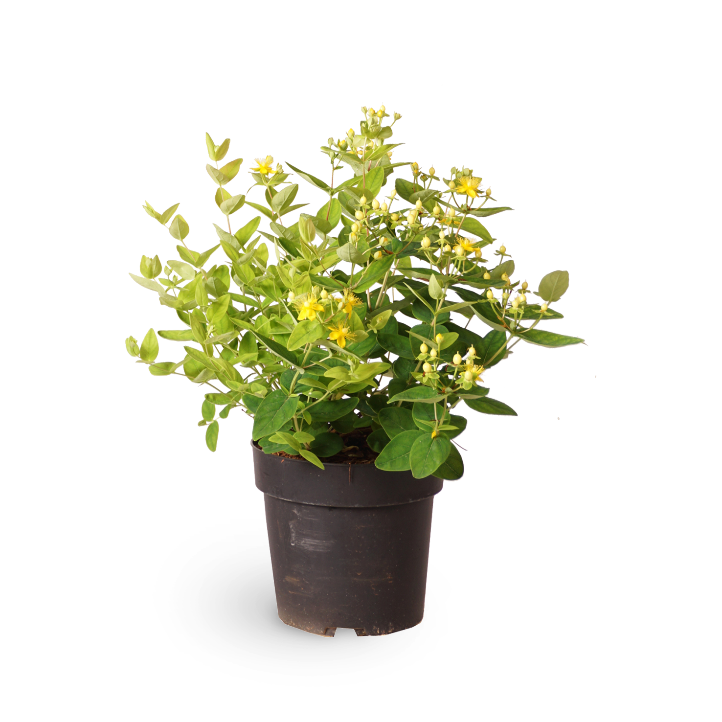 Johanniskraut 'Magical Sunshine'®