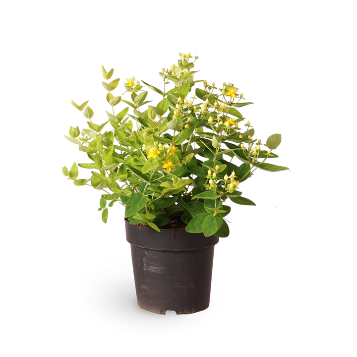 Johanniskraut 'Magical Sunshine'®