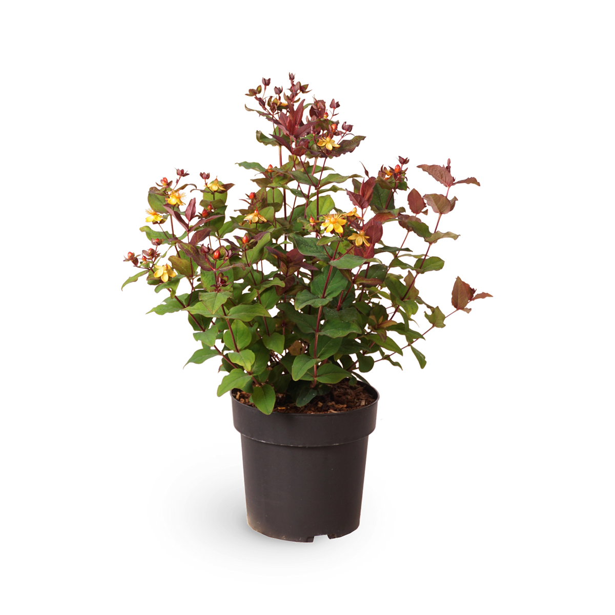 Johanniskraut 'Magical Universe'®