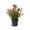 Johanniskraut 'Magical Universe'®