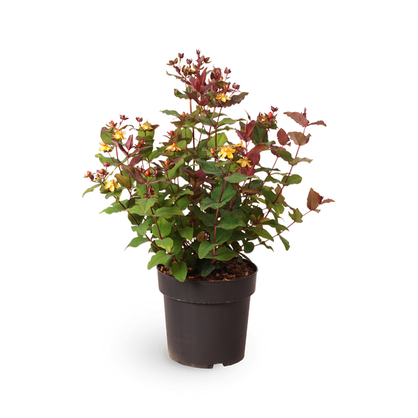 Johanniskraut 'Magical Universe'®