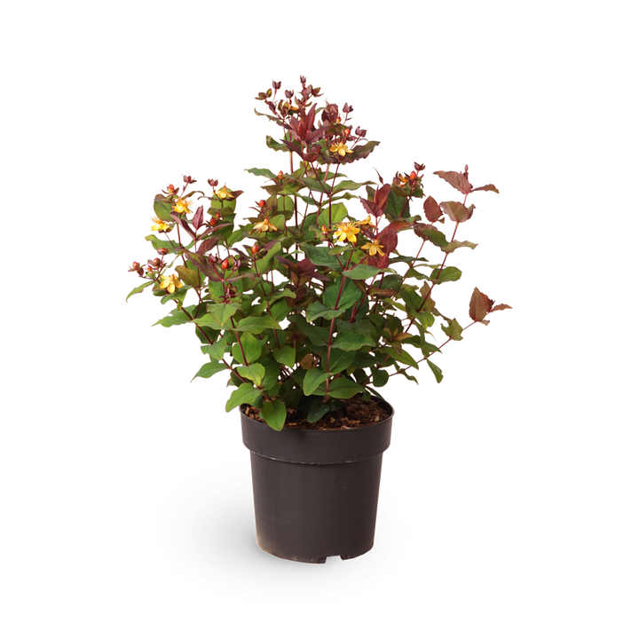 Johanniskraut 'Magical Universe'®