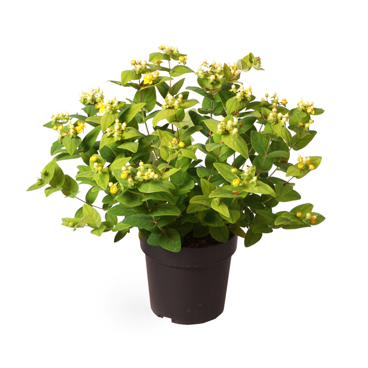 Johanniskraut 'Magical White'®