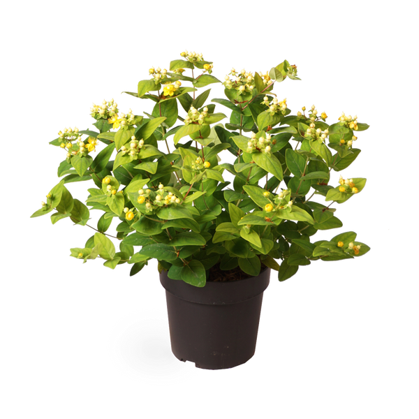 Johanniskraut 'Magical White'®