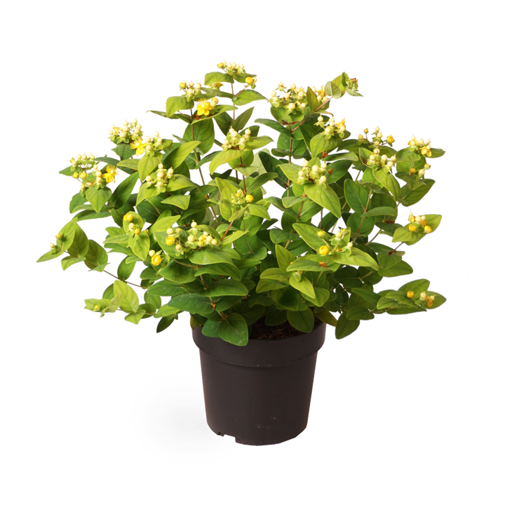 Johanniskraut 'Magical White'®