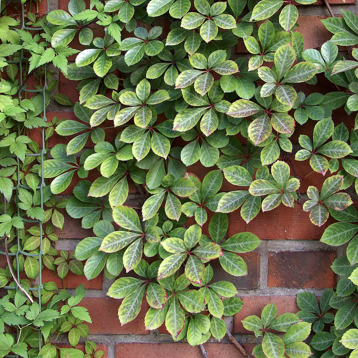 Jungfernrebe Parthenocissus Henryana Outdoor Kletterpflanze
