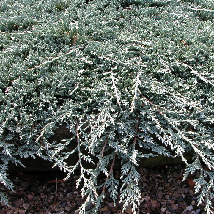 Juniperus horizontalis 'Icee Blue'®