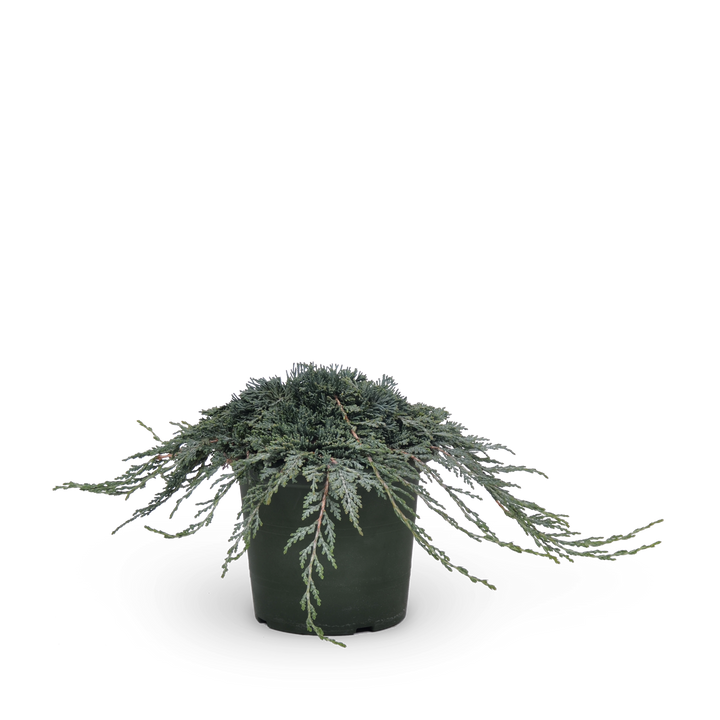 Juniperus horizontalis 'Icee Blue'®
