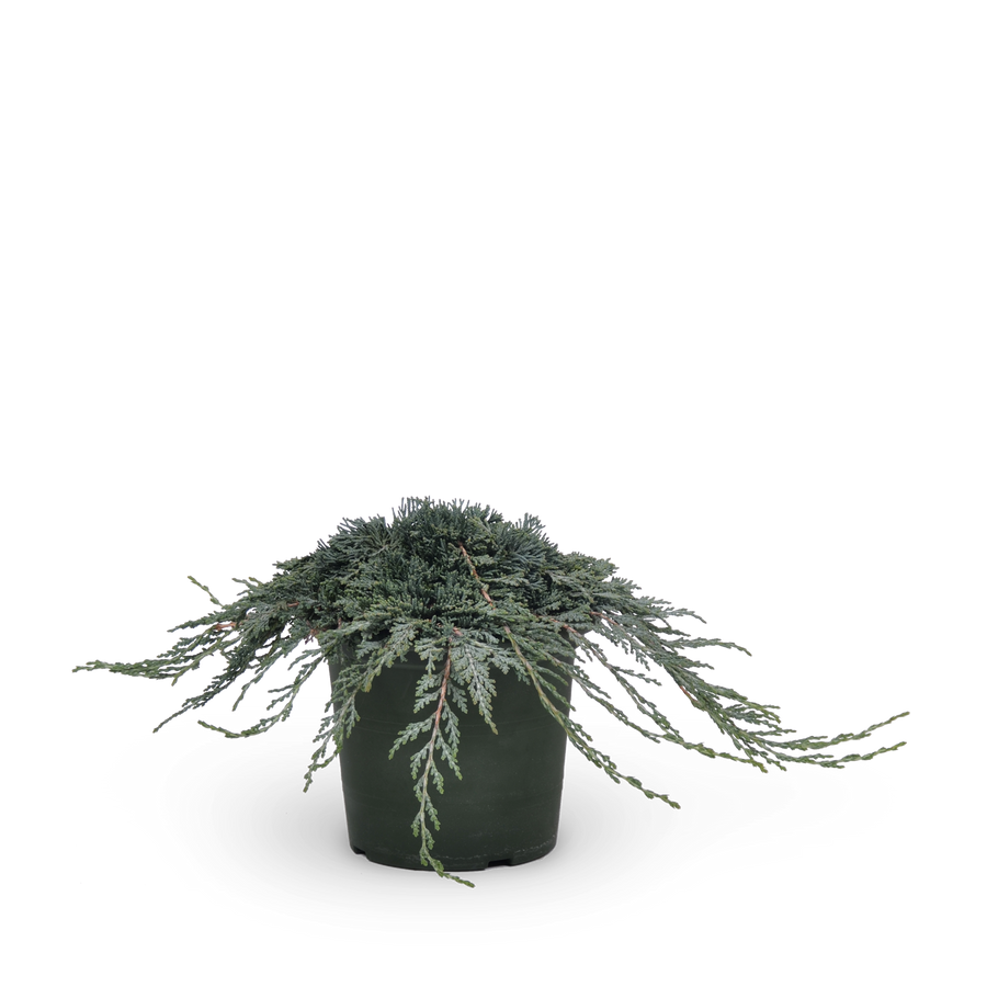 Juniperus horizontalis 'Icee Blue'®