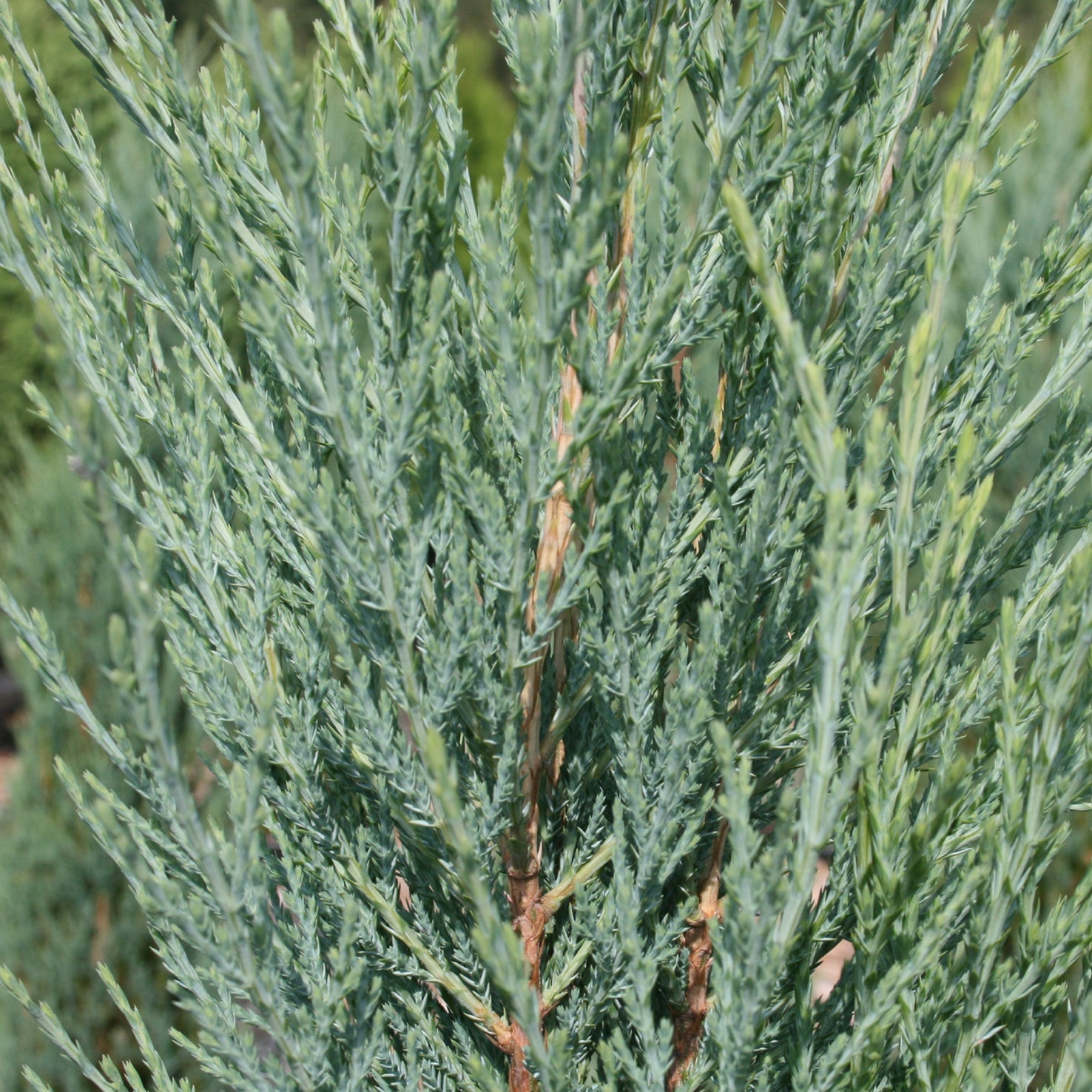 Juniperus scopulorum 'Blue Arrow'
