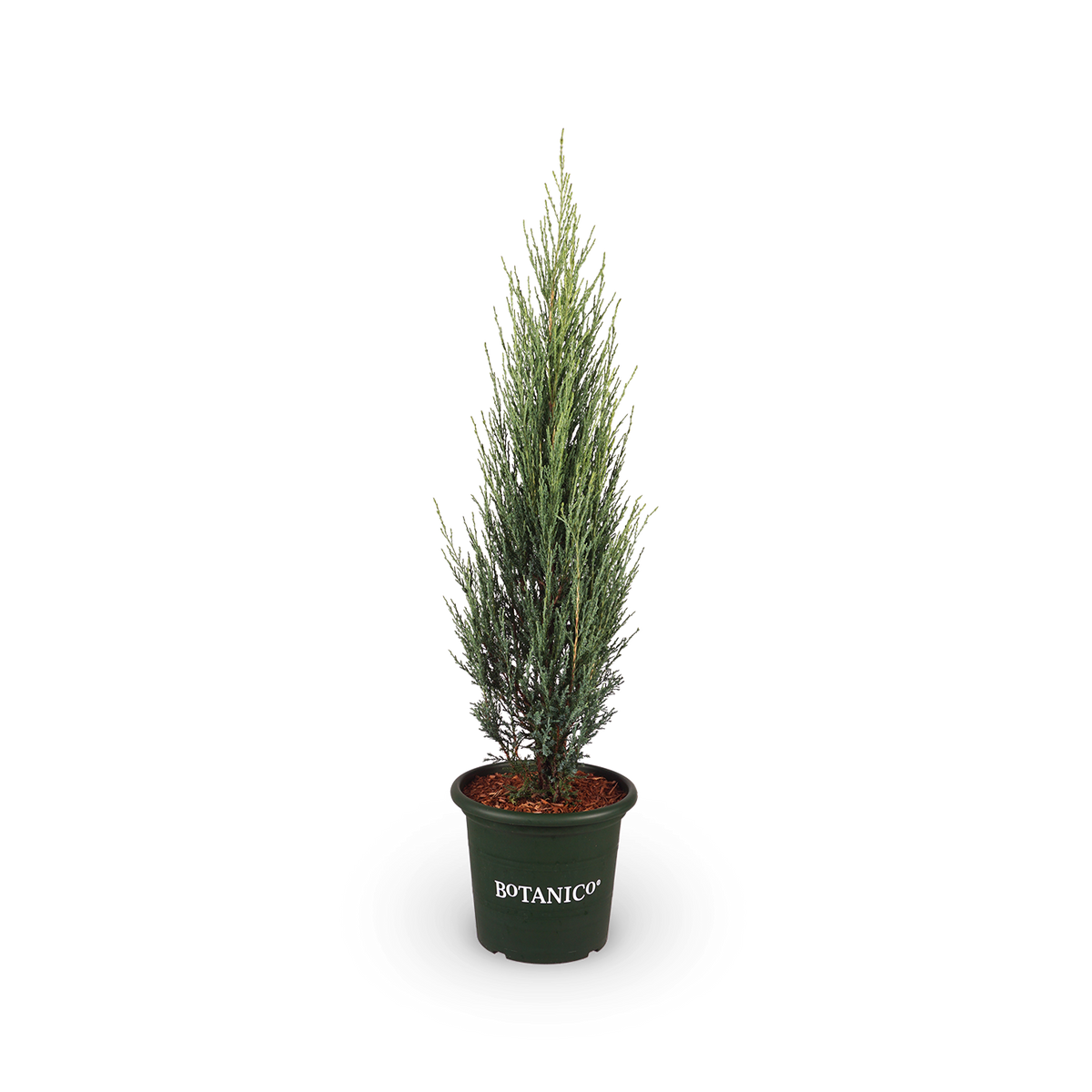 Juniperus scopulorum 'Blue Arrow'