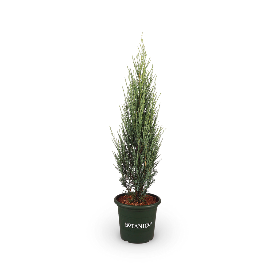 Juniperus scopulorum 'Blue Arrow'