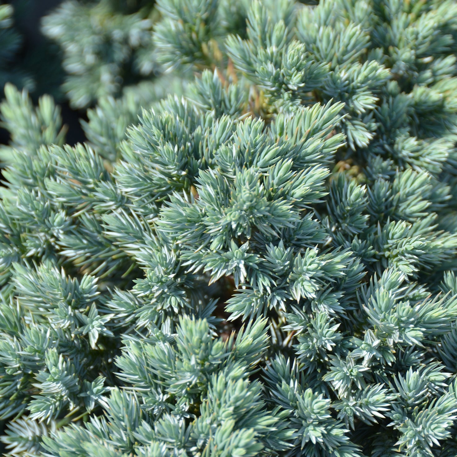 Juniperus squamata 'Blue Star'