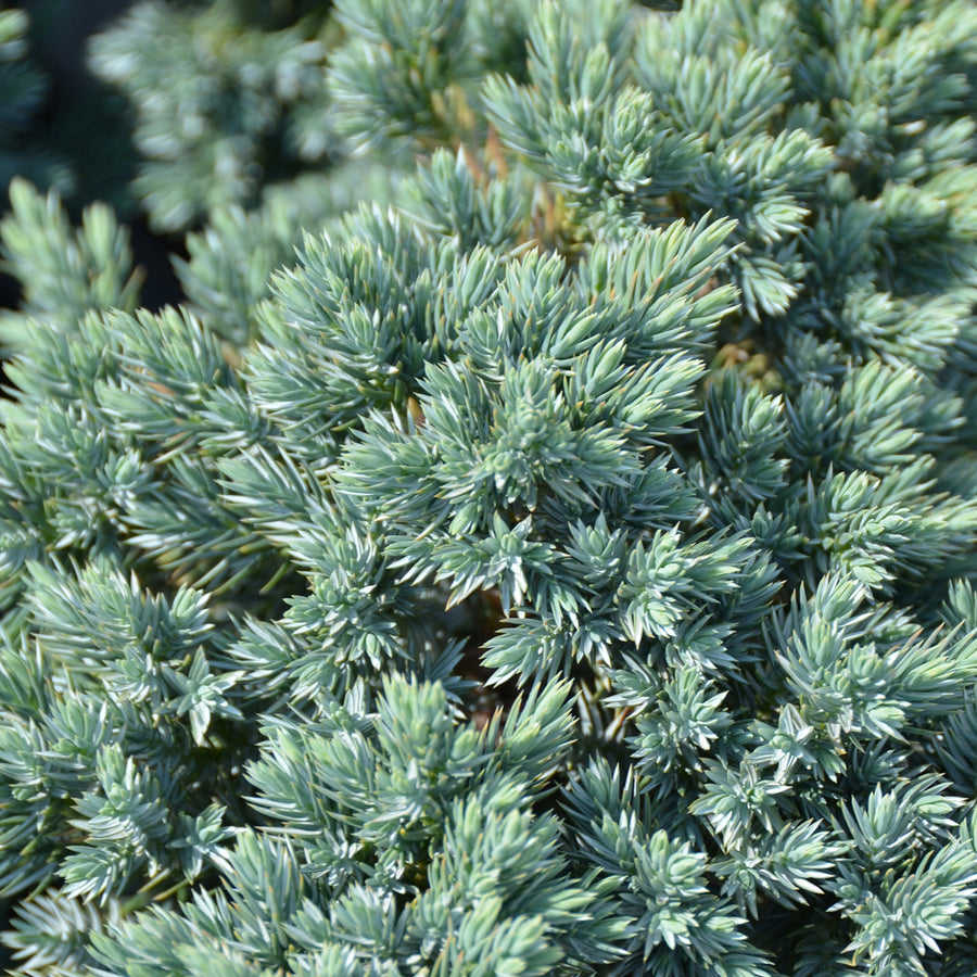 Juniperus squamata 'Blue Star'