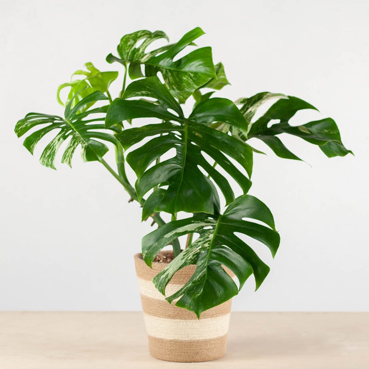 Jute Übertopf Sardinien in Creme-Natur gestreift mit Monstera