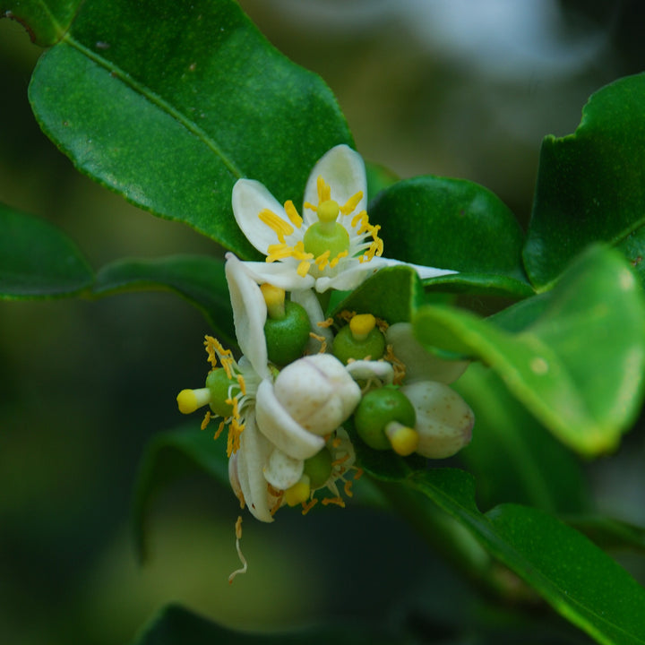 Blüte der Kaffir-Limette LIME TIME®