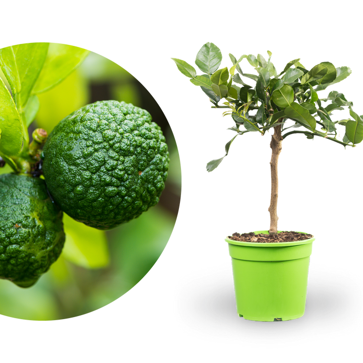 Kaffir-Limette LIME TIME®