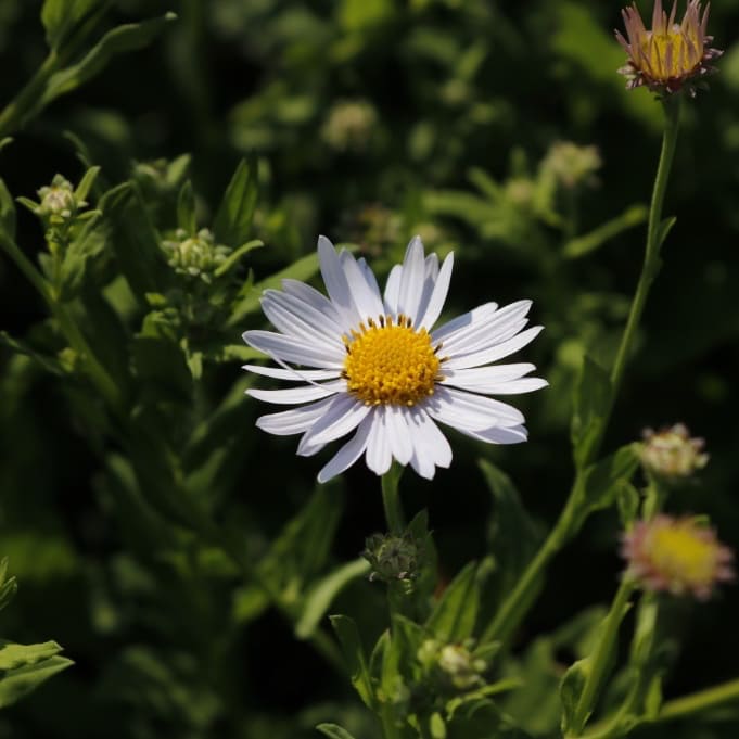 Kalimeris incisa 'Madiva'