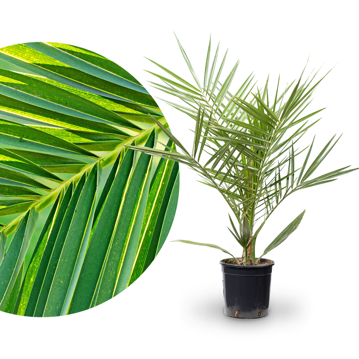 Kanarische Dattelpalme
