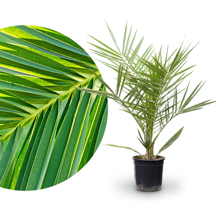 Kanarische Dattelpalme
