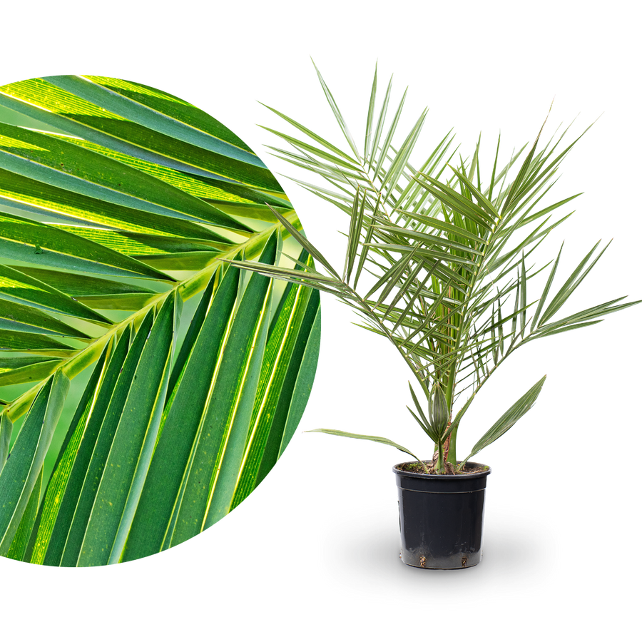 Kanarische Dattelpalme