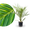 Kanarische Dattelpalme