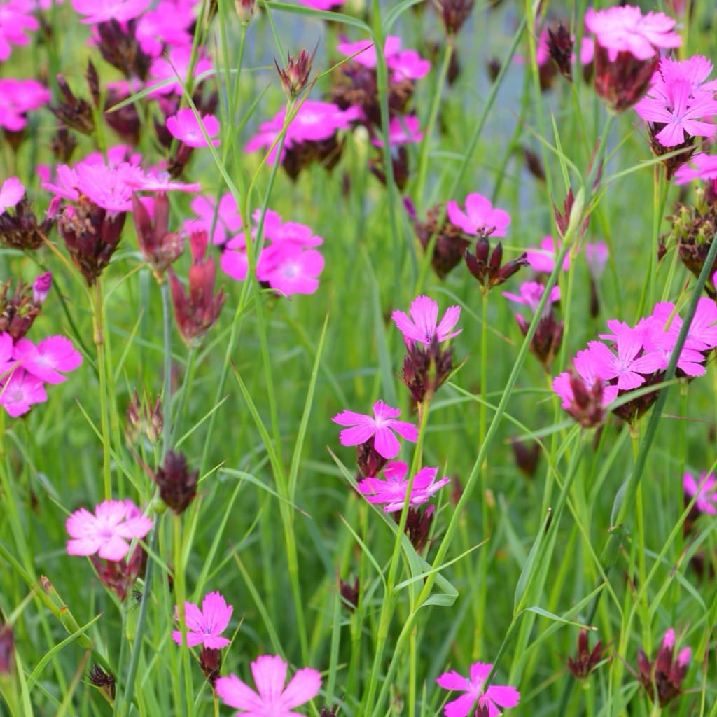 Kartäuser-Nelke Rosa