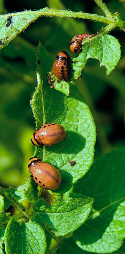 Zwei orange-schwarze Kartoffelkäferlarven fressen an einem grünen Blatt