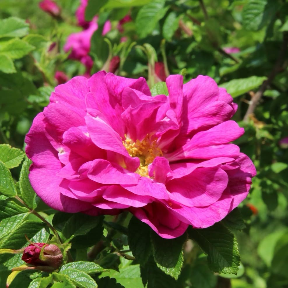 Kartoffelrose Weiß-Rosa (Hagebutte)