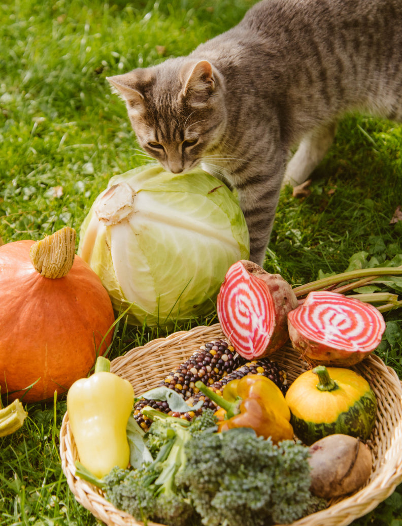 Katze schnuppert neugierig an frisch geerntetem Gemüse