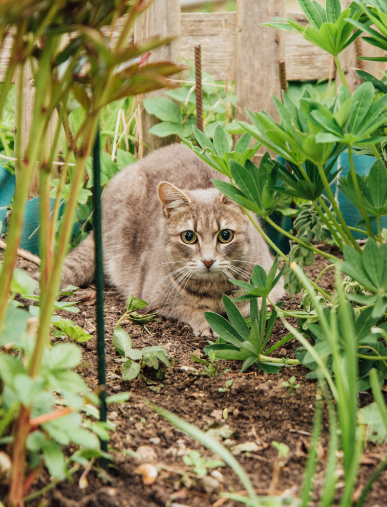 Katze liegt entspannt im grünen Gartenbeet zwischen Pflanzen