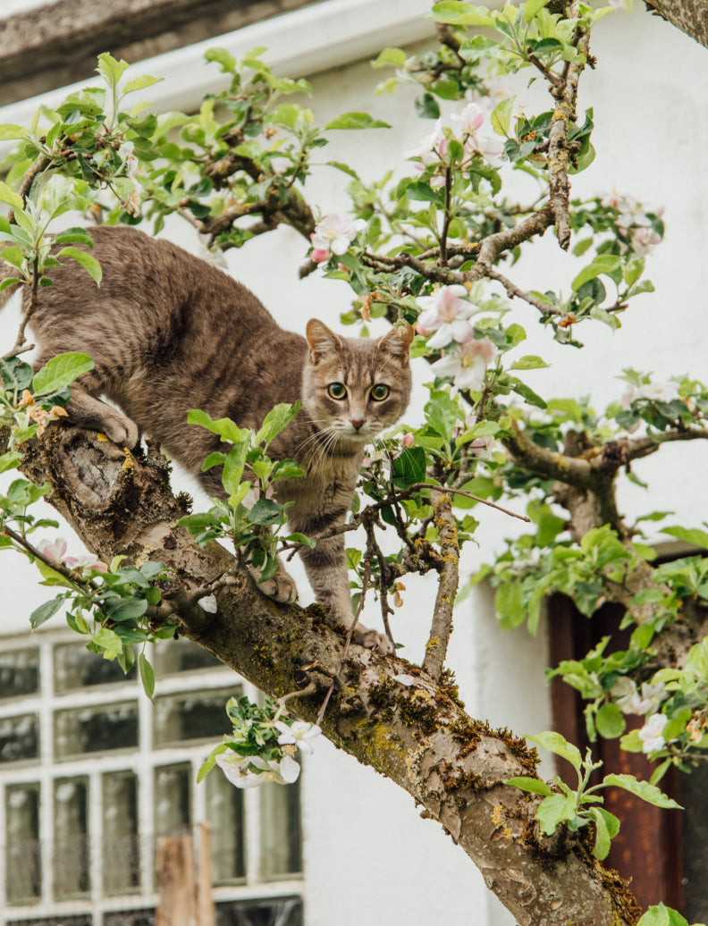 Getigerte Katze klettert auf einen blühenden Obstbaum