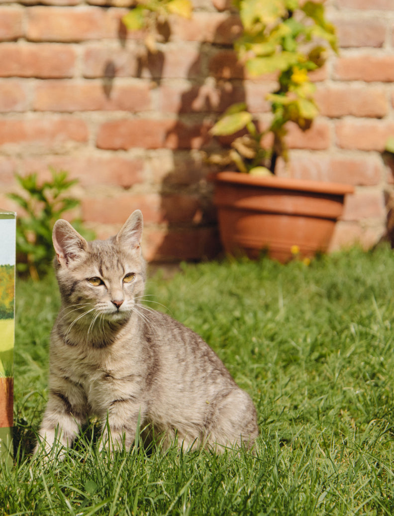 Katze sitzt aufmerksam auf dem grünen Rasen