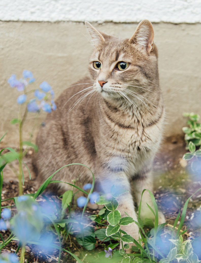 Katze sitzt aufmerksam neben blauen Blumen vor der Hauswand