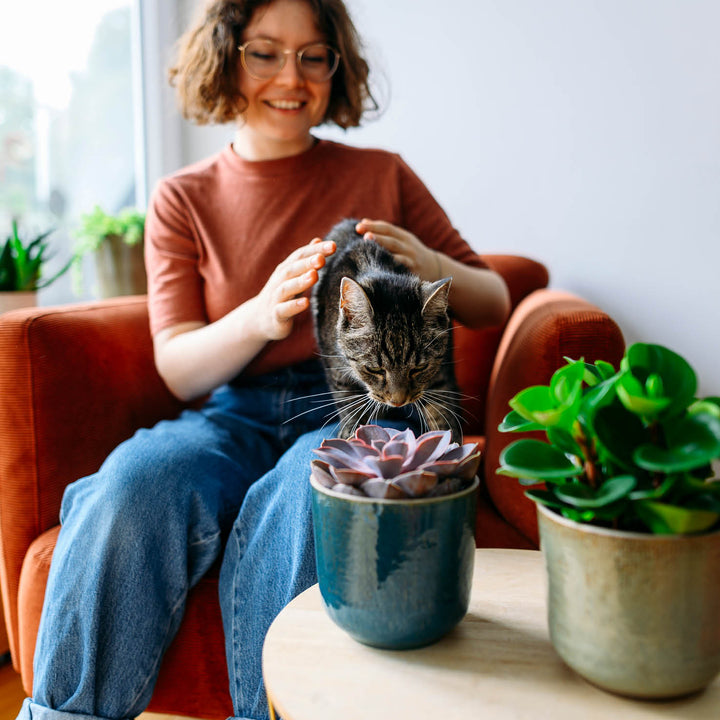 Frau und Katze mit Sukkulenten im Wohnzimmer