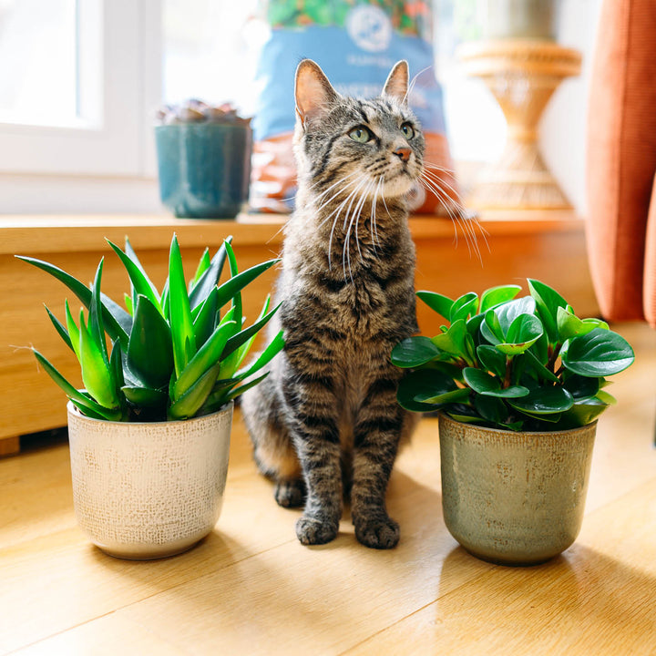 Katze mit Sukkulenten-Set für drinnen