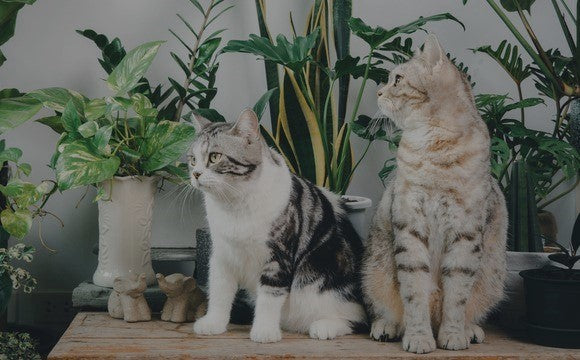 Katzenfreundliche Zimmerpflanzen