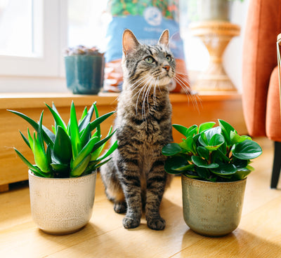 Ungiftige Zimmerpflanzen mit Katze