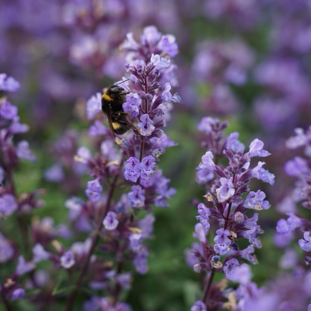 Katzenminze 'Purrsian Blue'® Violett