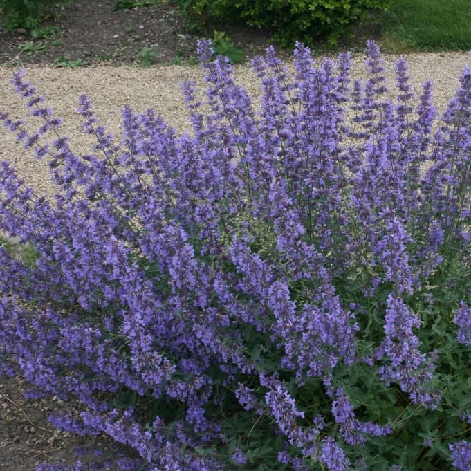 Katzenminze 'Walkers Low' Violett