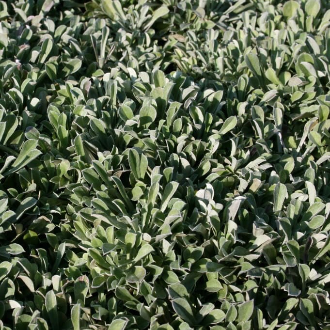 Katzenpfötchen 'Rubra' Rot