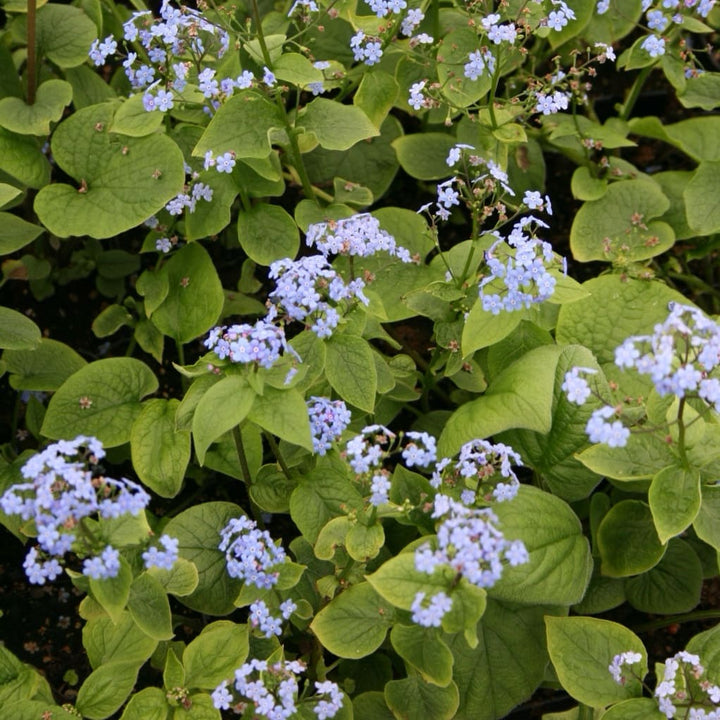 Kaukasusvergissmeinnicht Blau