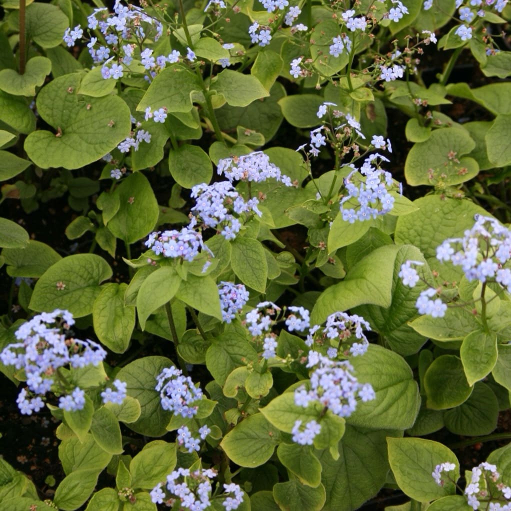 Kaukasusvergissmeinnicht Blau