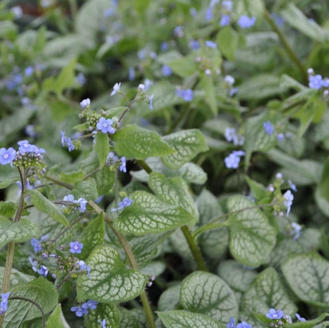 Kaukasusvergissmeinnicht 'Jack Frost'® Blau