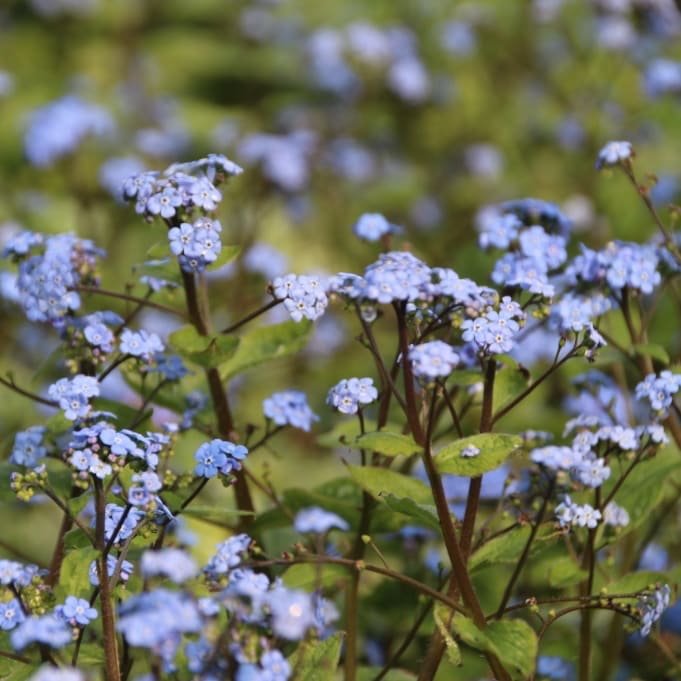 Kaukasusvergissmeinnicht 'Jack Frost'® Blau