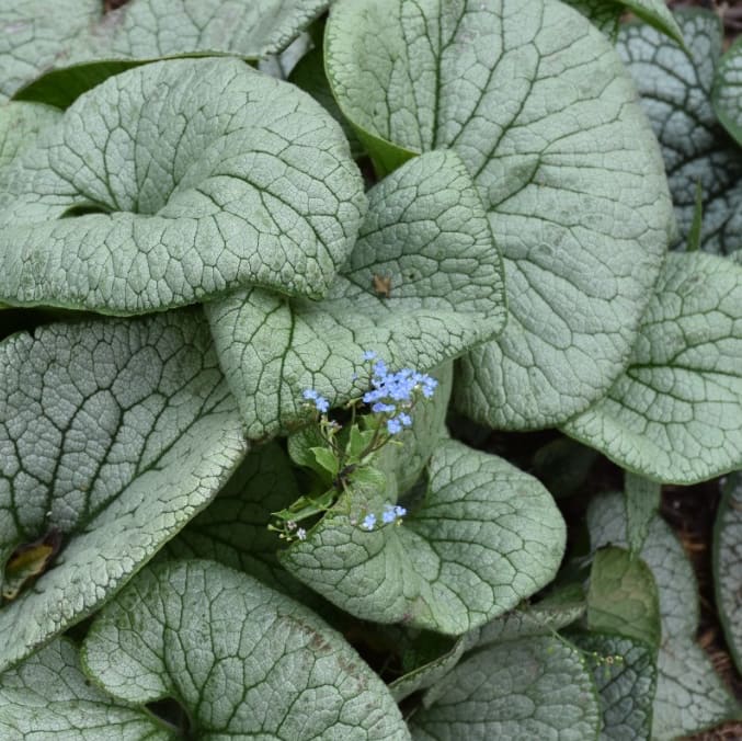 Kaukasusvergissmeinnicht 'Sterling Silver'® Blau