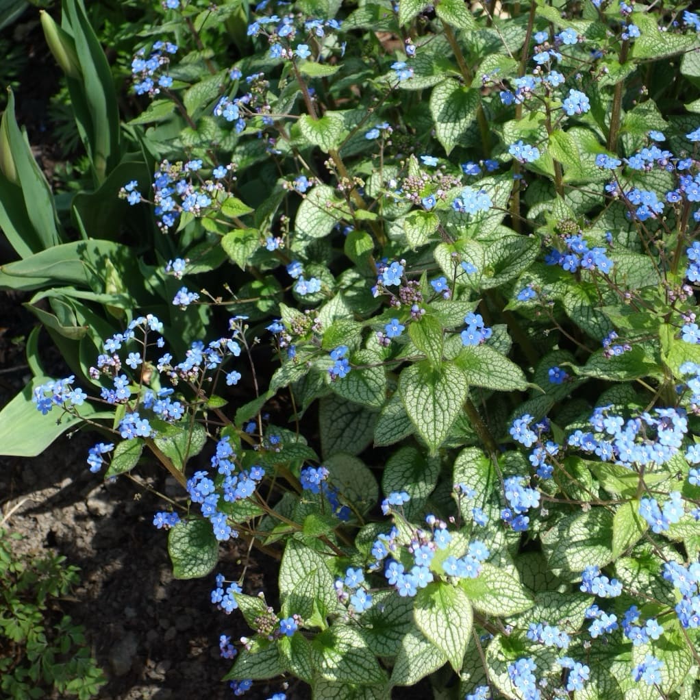 Kaukasusvergissmeinnicht 'Sterling Silver'® Blau