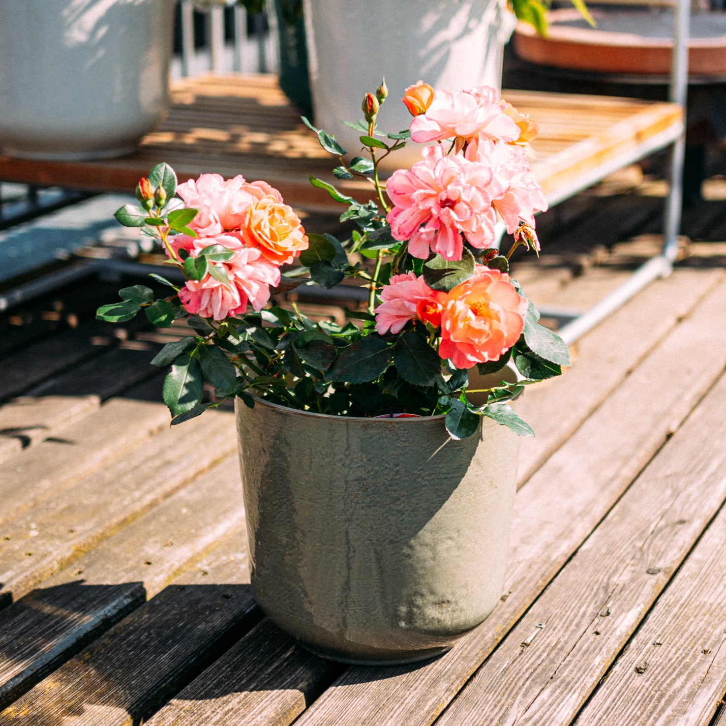 Keramik Blumentopf Olivgrün auf Balkon