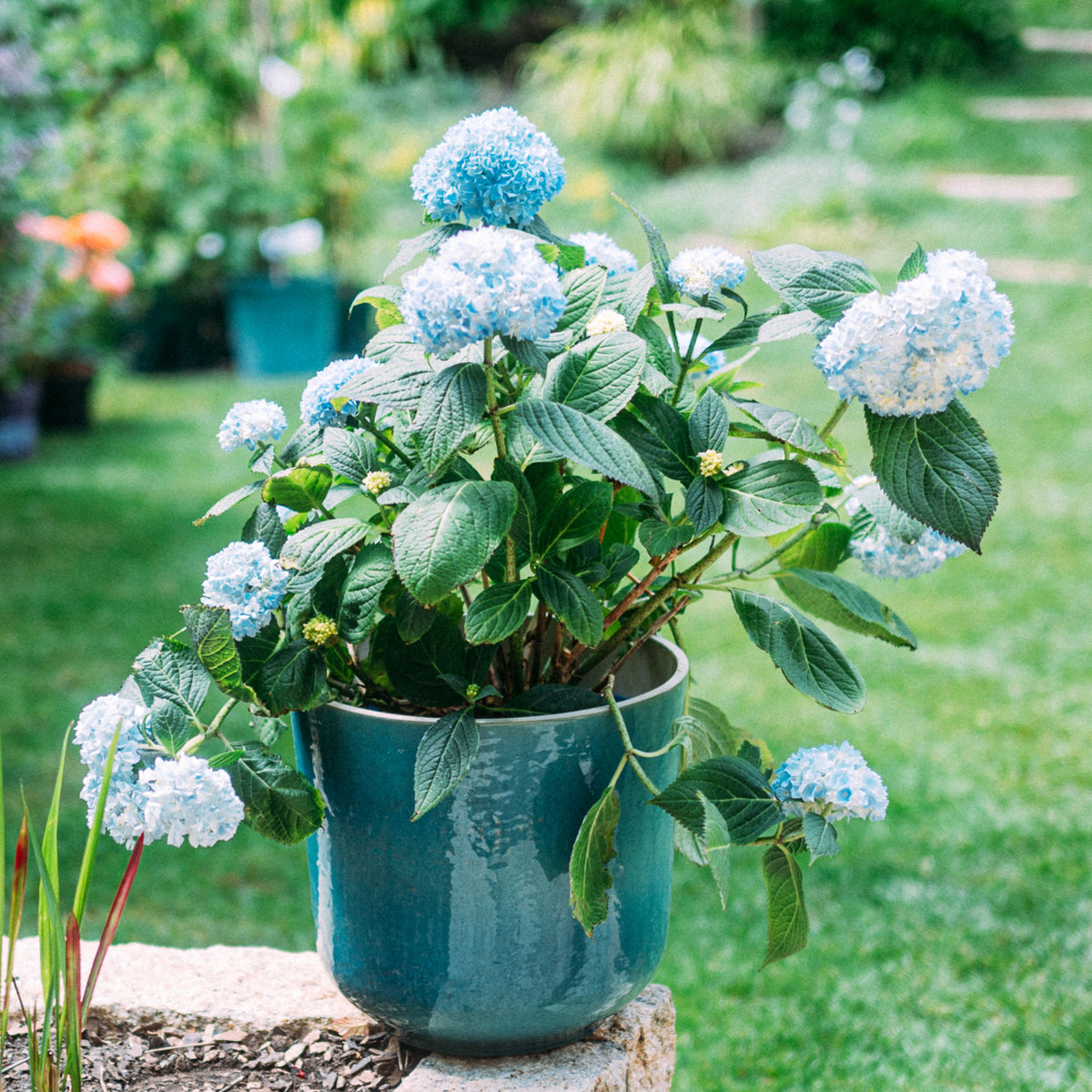 Keramik Blumentopf Petrol mit Hortensie im Garten