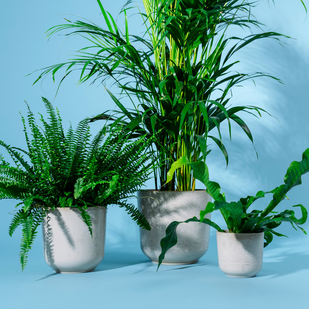 Zimmerpflanzen im beigen Keramik Blumentopf
